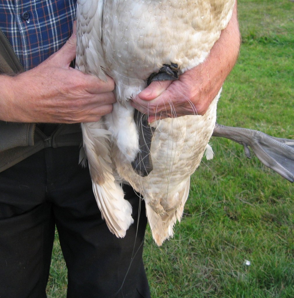 The fishing line wrapped around the cygnet