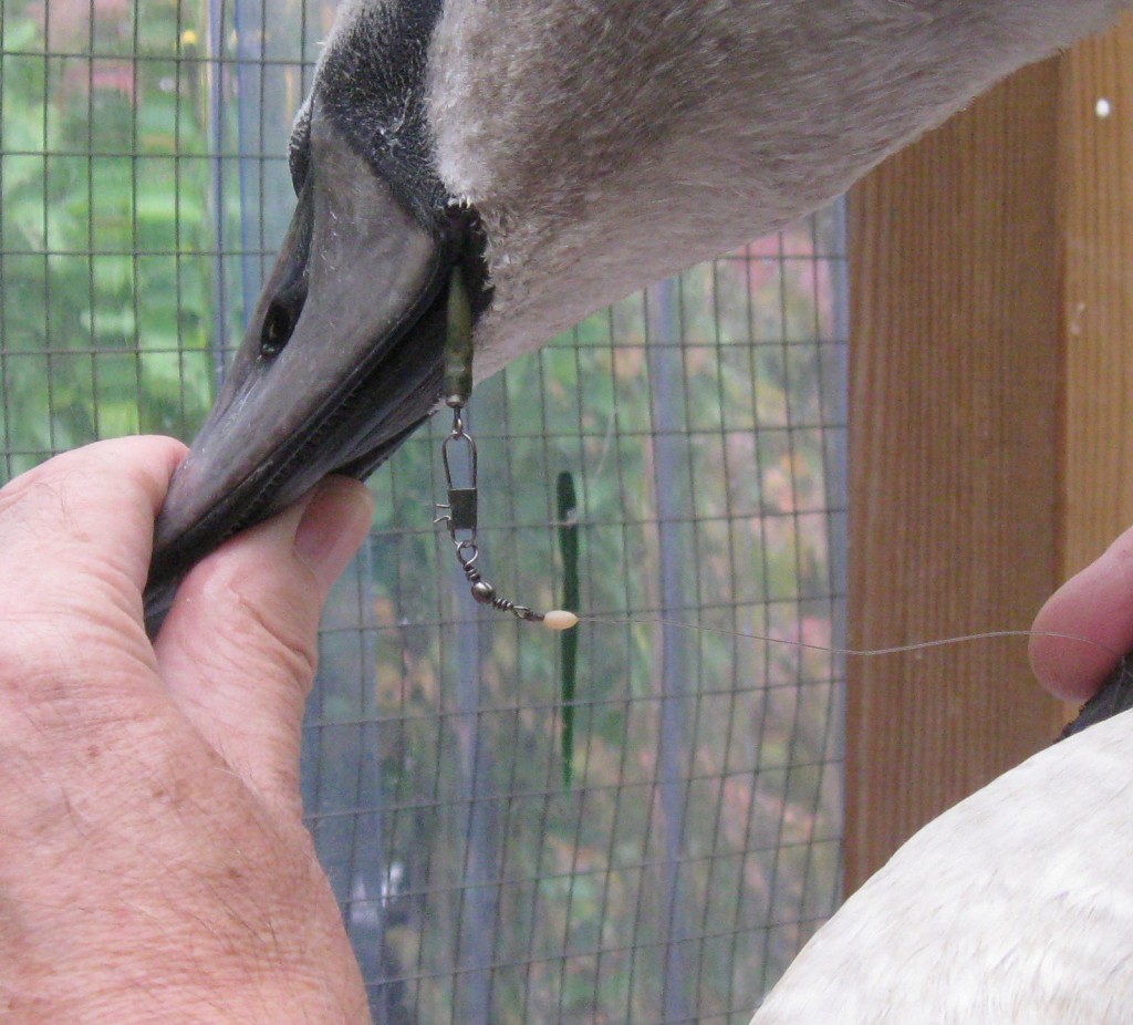 The fishing tackle caught around the cygnet 