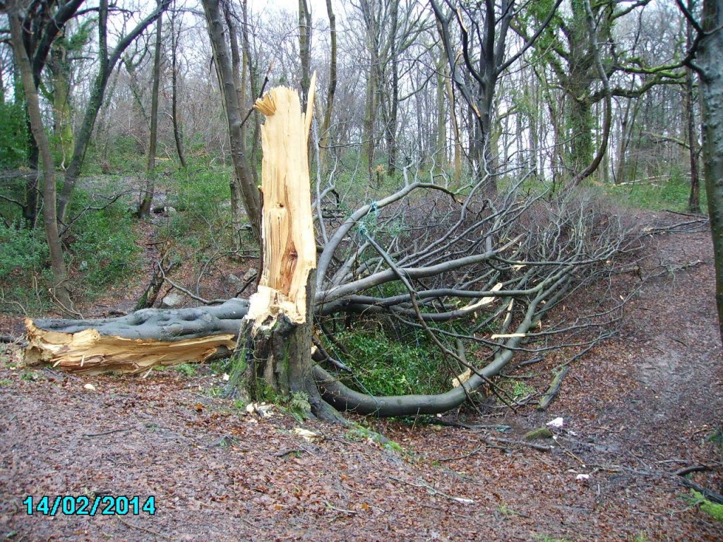 The fallen tree in Greenmeadow Woods