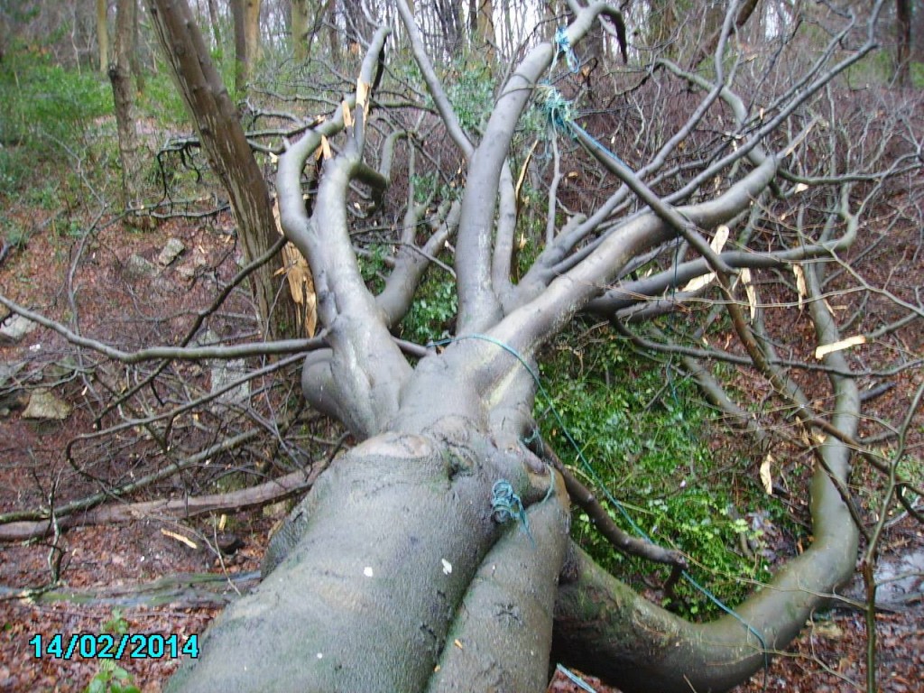 Spot the blue rope where children used to swing on this tree