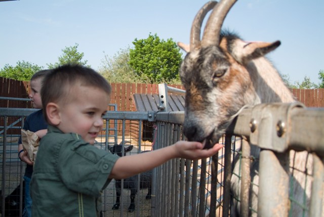 Feeding the Goats at Greenmeadow Community Farm in Cwmbran