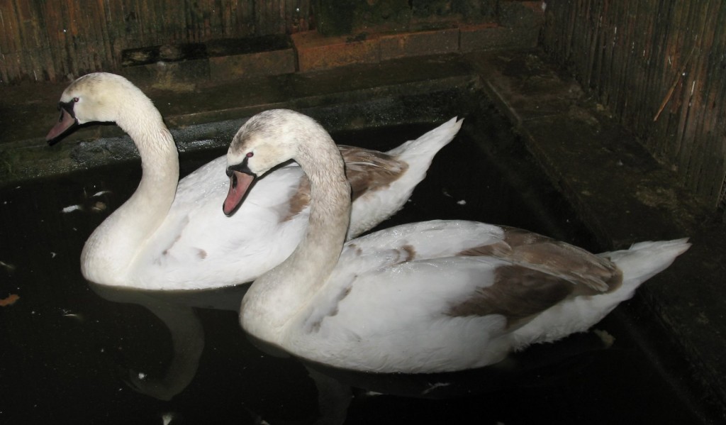 The two cygnets at Knap Lake in Barry