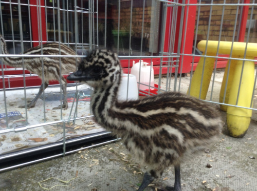 The two emus who were born in Cwmbran