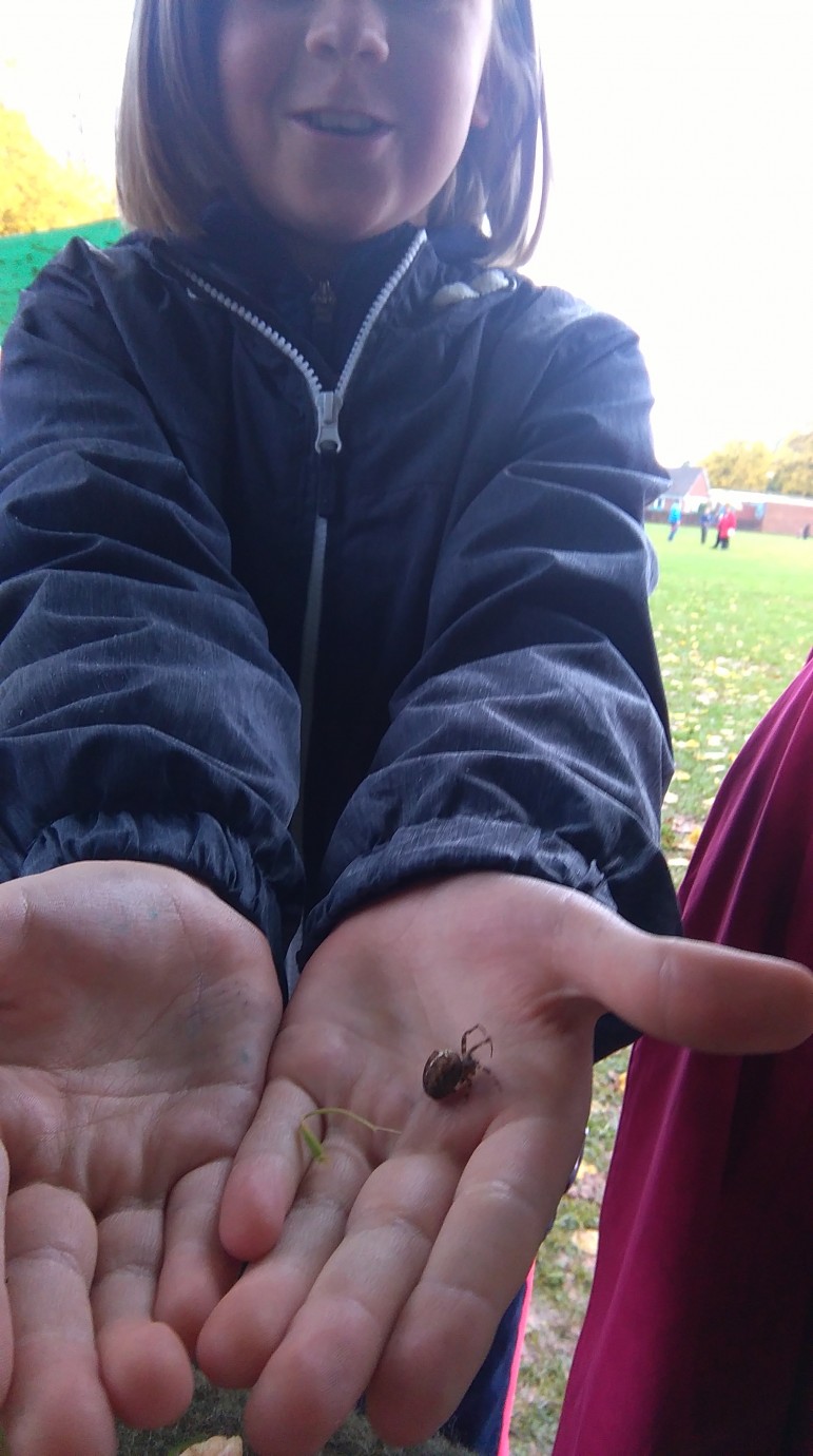 A child holds a spider at the Woodlands Trust stand