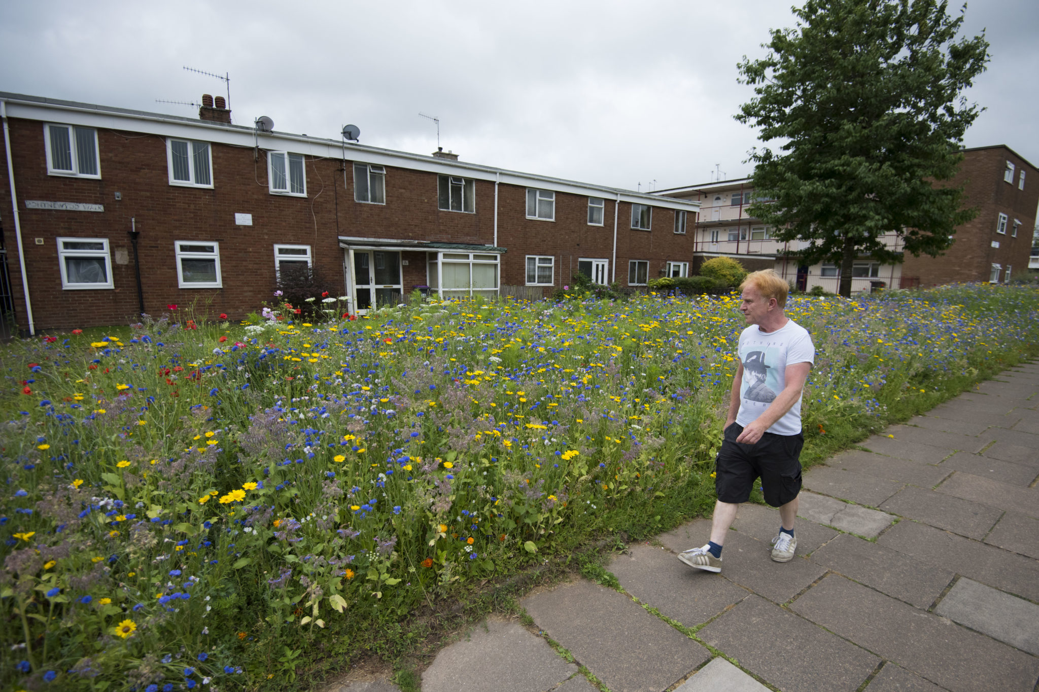 The wildflower beds in Northville are looking stunning