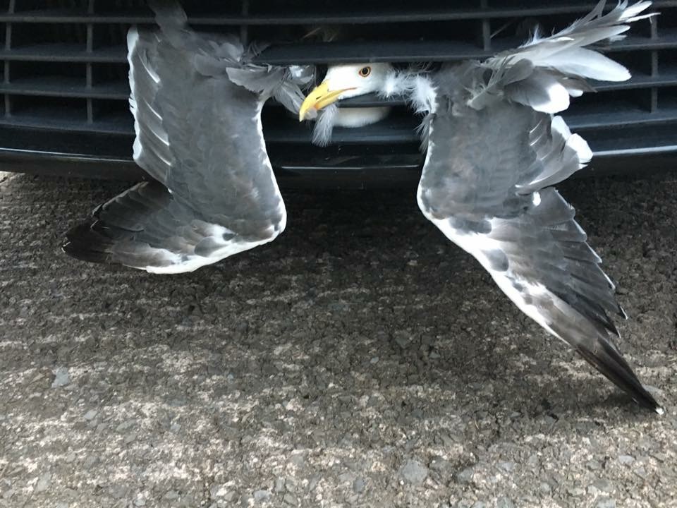 Firefighters have no idea how this seagull got trapped behind the grill of a van in Cwmbran