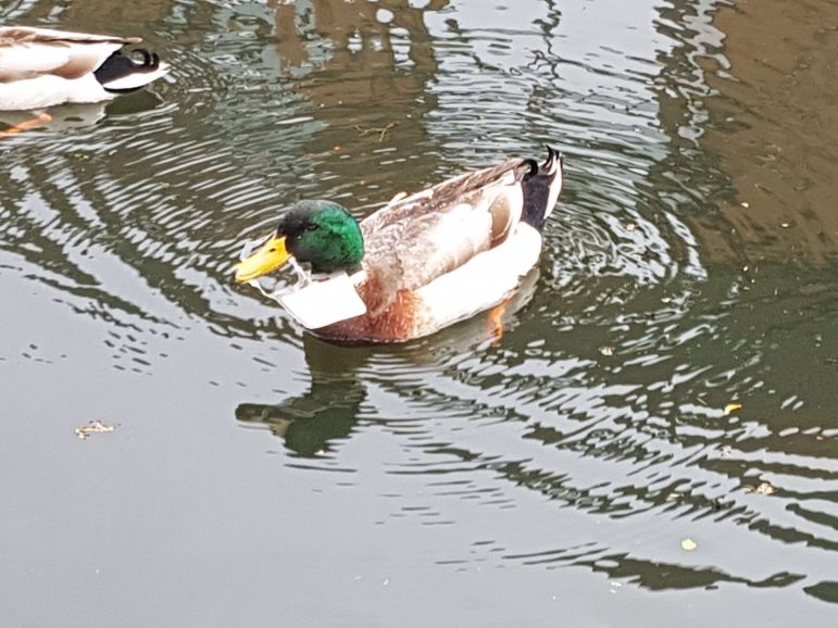The duck with plastic wrapped around its face