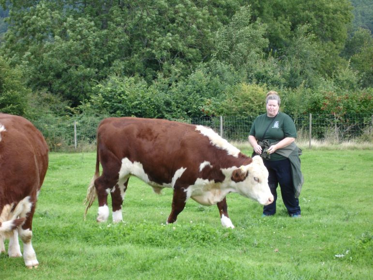Pauline Gaywood, a volunteer with Gwent Wildlife Trust, checks on a cow