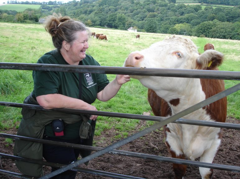 Pauline Gaywood, a volunteer with Gwent Wildlife Trust, checks on a cow