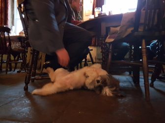 A dog in a pub