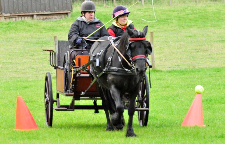 Club member Amanda driving for Ceffyl Du carriage driving club