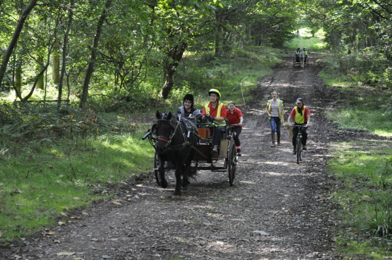 Carriage driving in Usk Woods