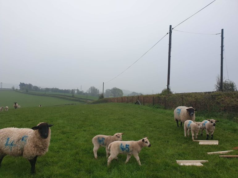 The flytipping in a field of sheep in Cwmbran