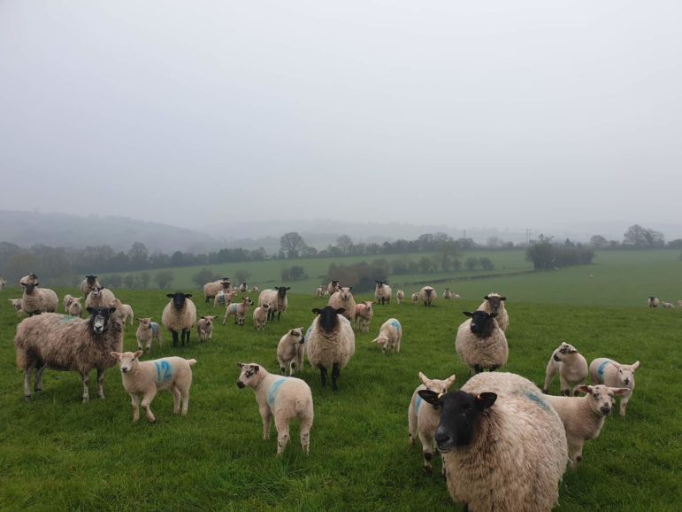 The sheep in their beautiful field in Cwmbran