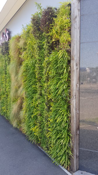 A living plant wall