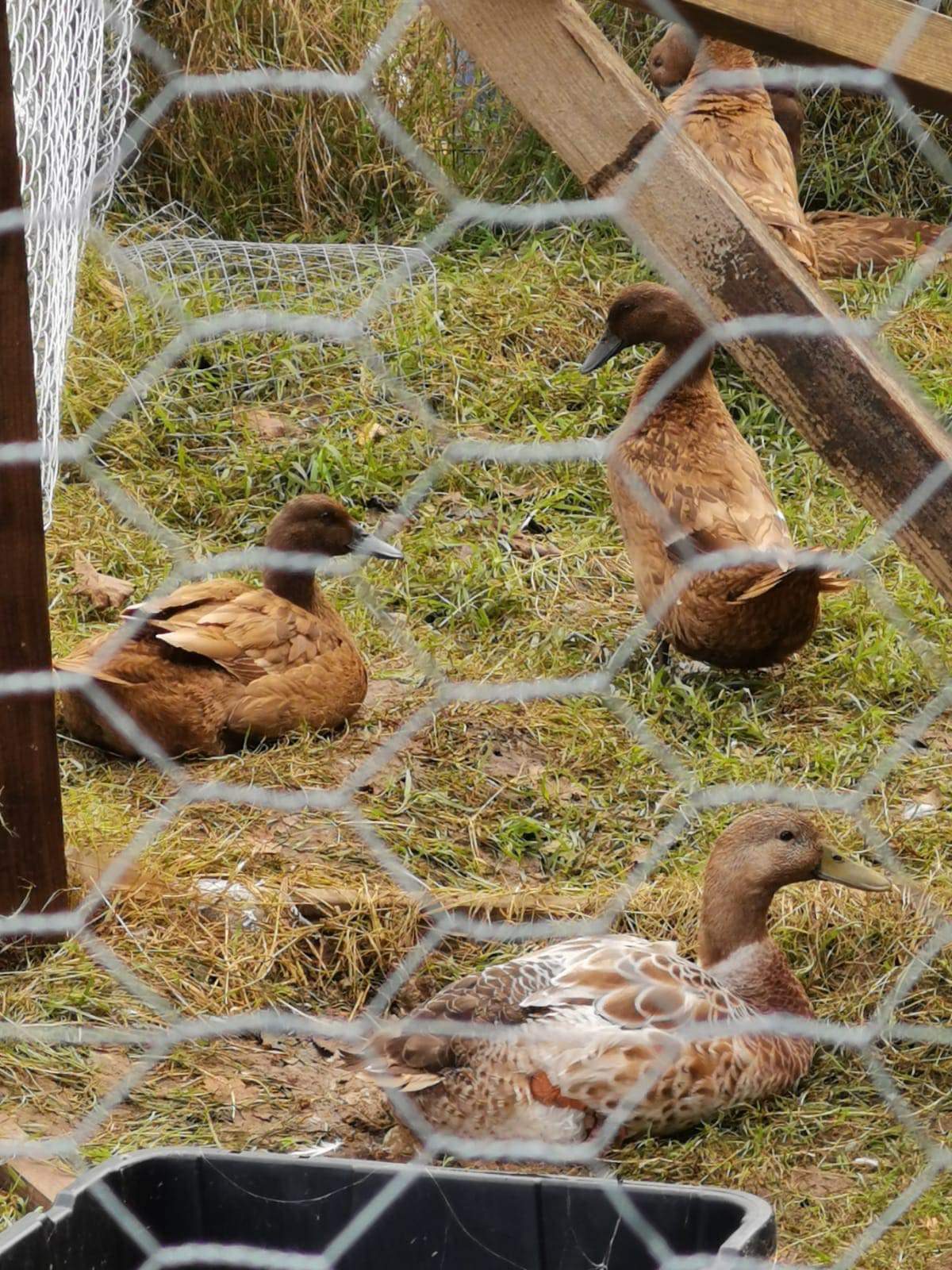 Four ducks