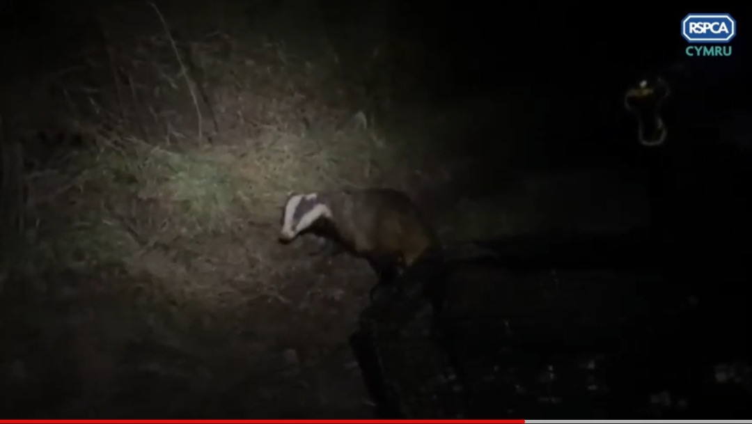 A badger