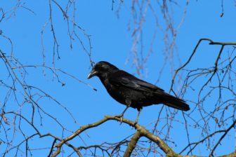 Black crow in tree