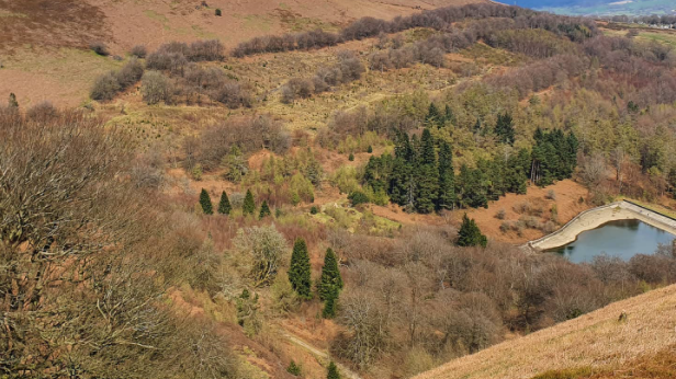 A woodland and reservoir