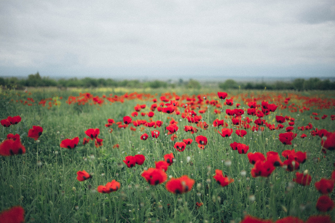 A red poppy field