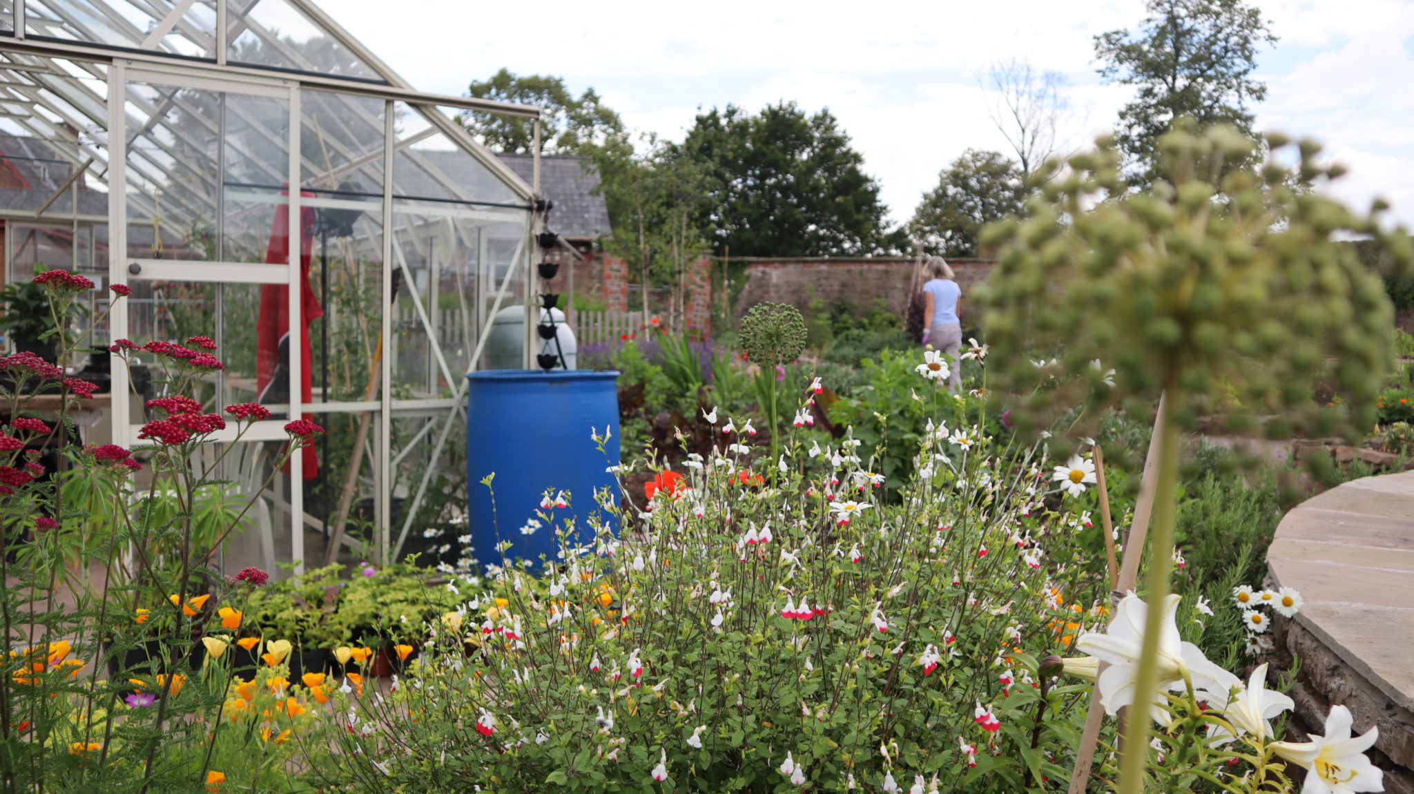 Flower and a greenhouse