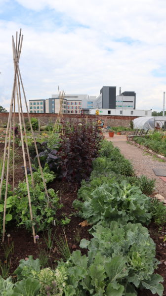 An allotment patch