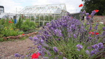 Flowers by a greenhouse