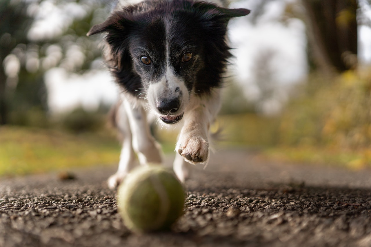 A dog chasing a ball