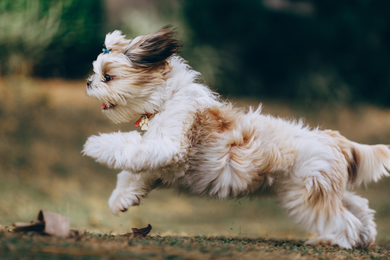 A dog running