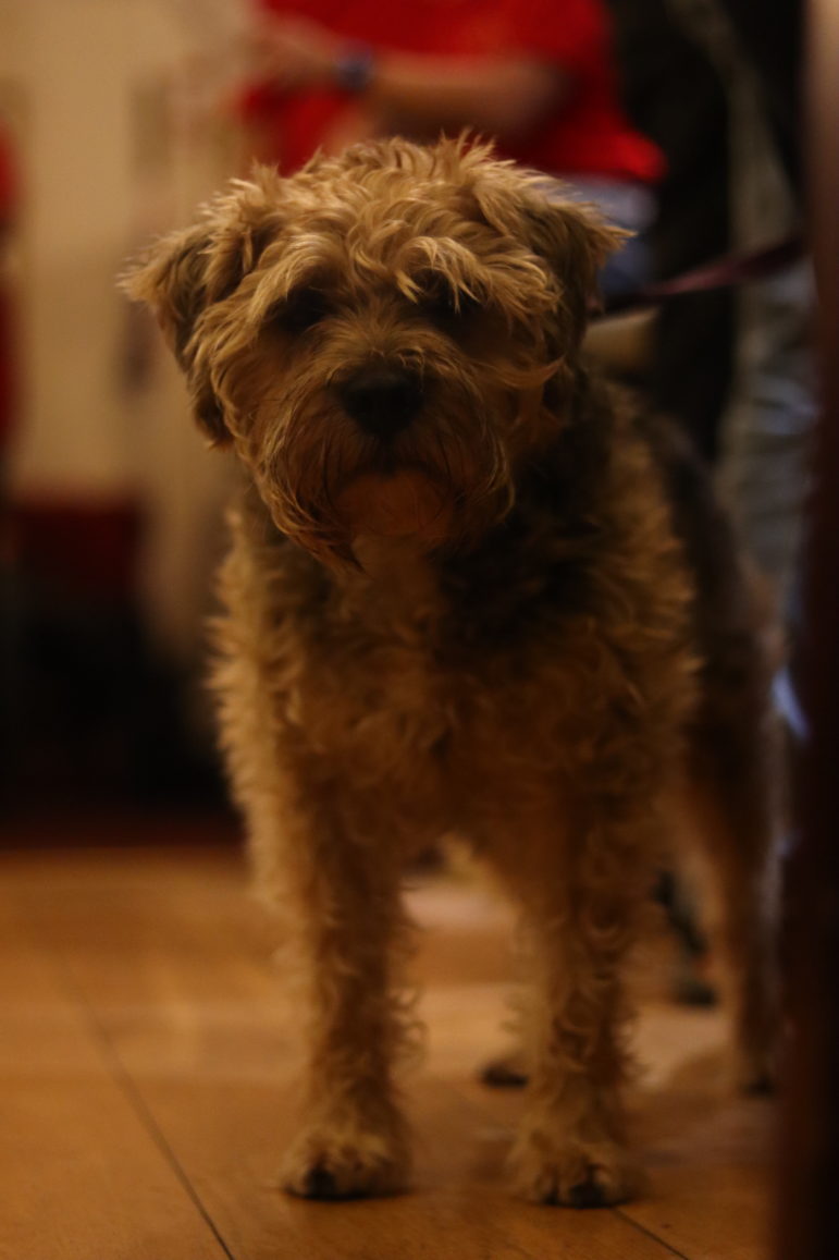 a dog in a pub