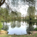 A pond