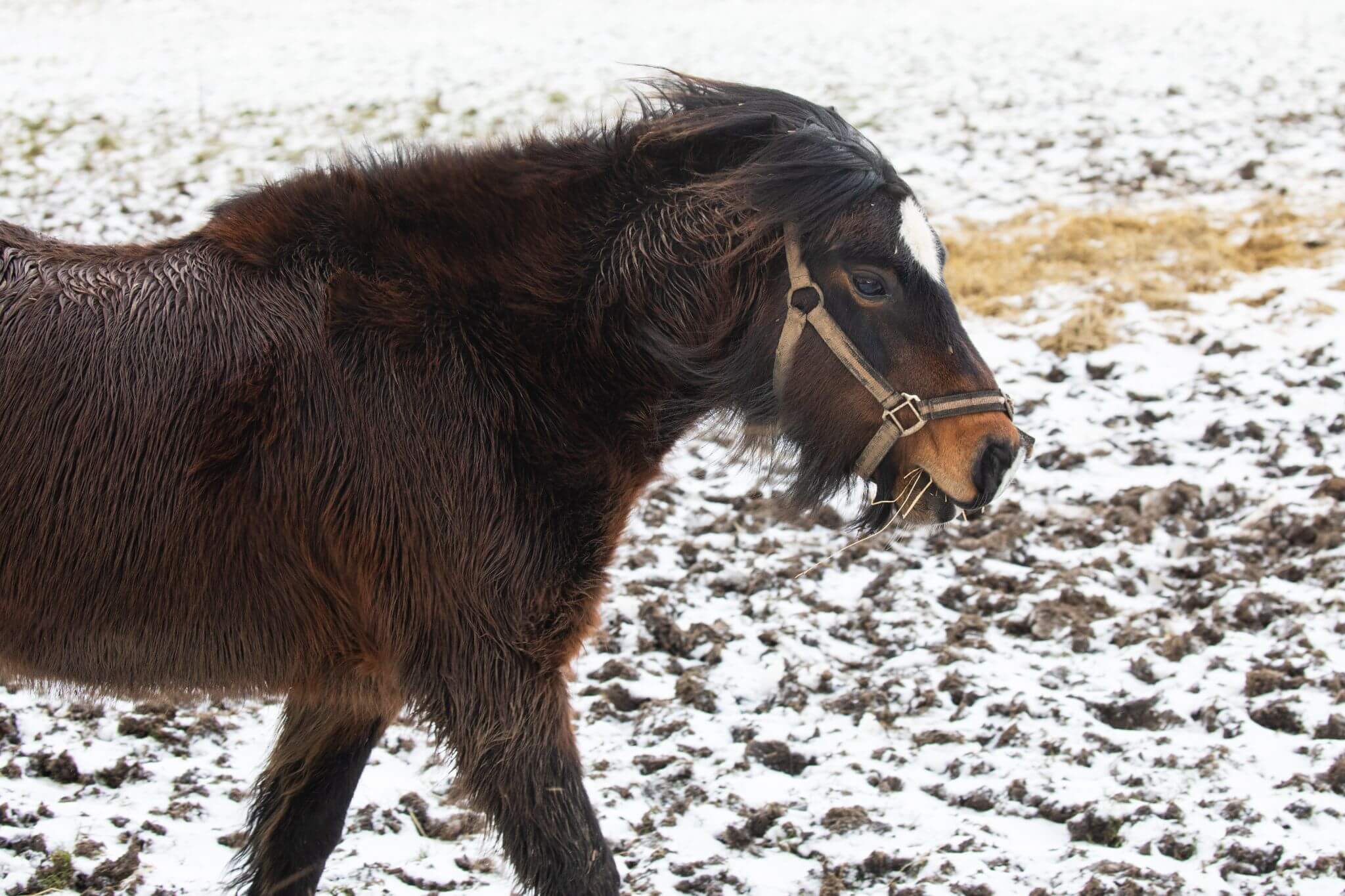 A horse in a snow-covered field