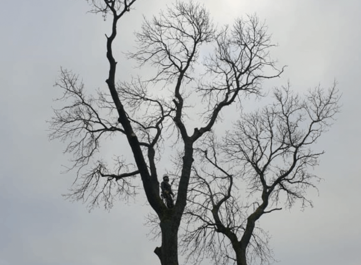 An ash treee