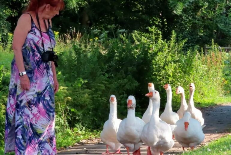 Geese walking towards a woman
