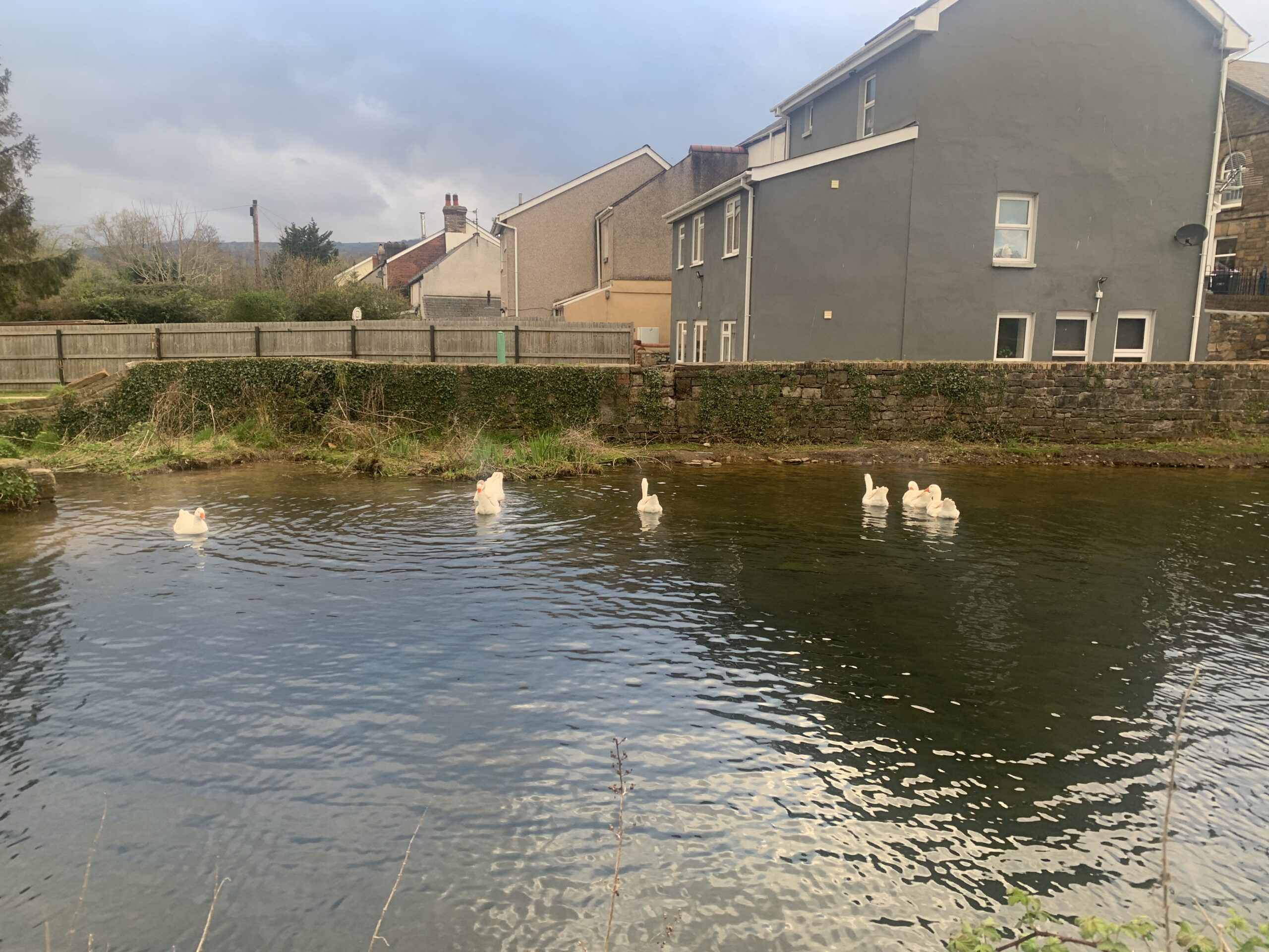 Geese on a canal