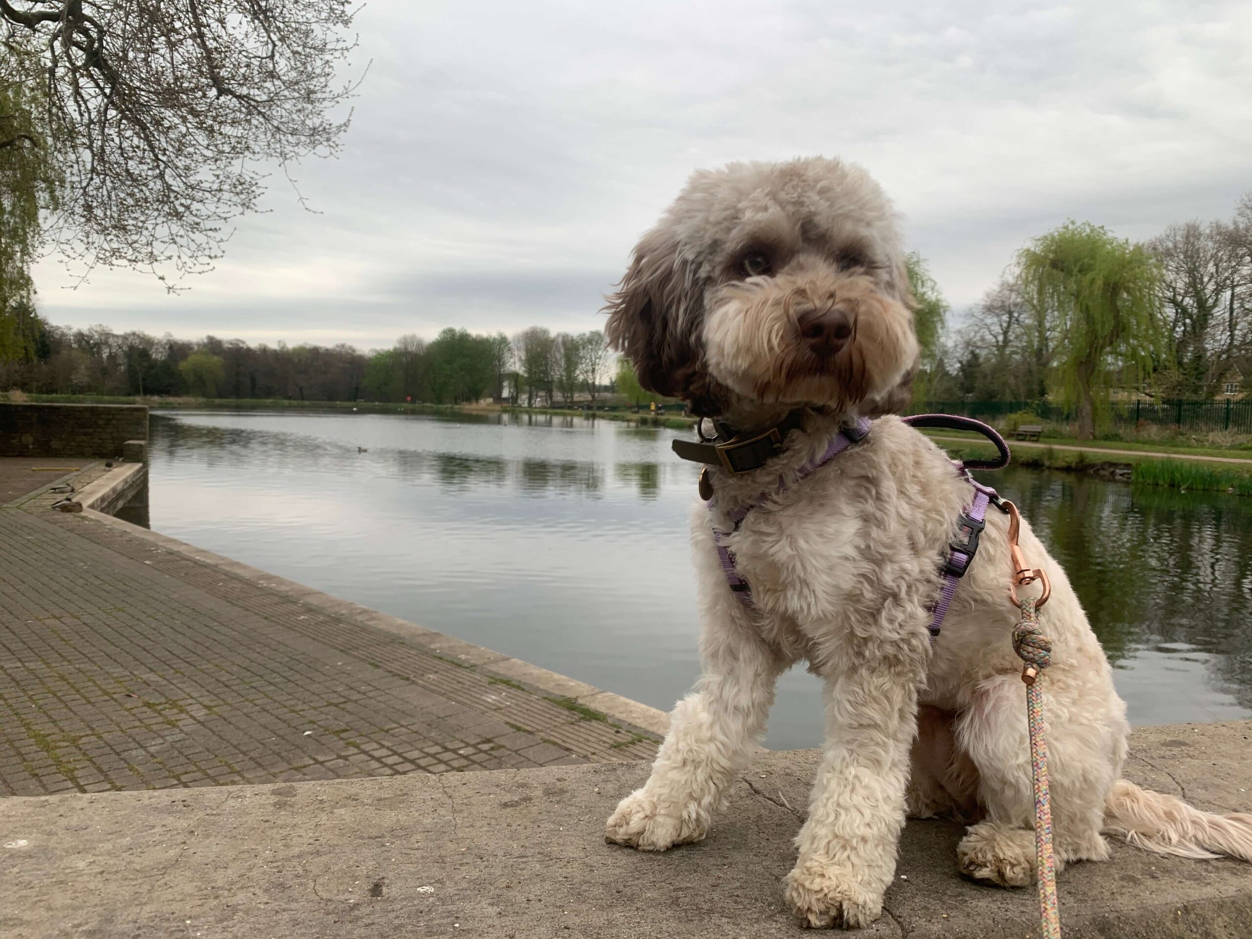 a cockapoo