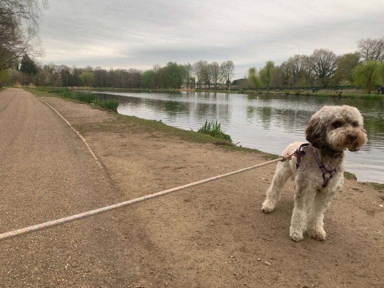 a dog by a lake