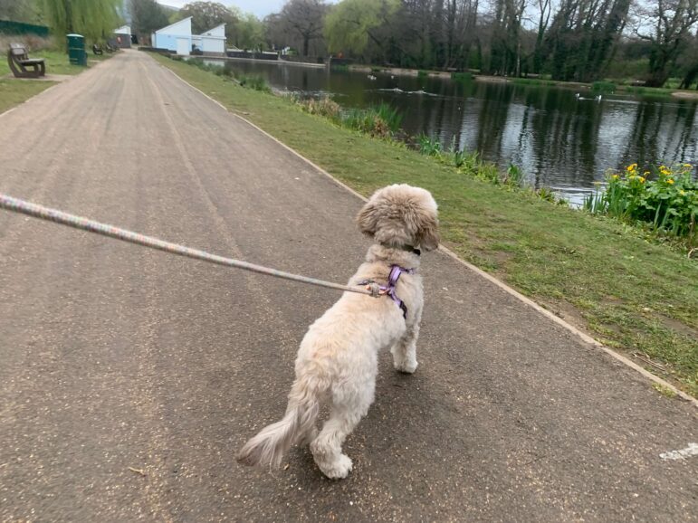 a dog by a lake