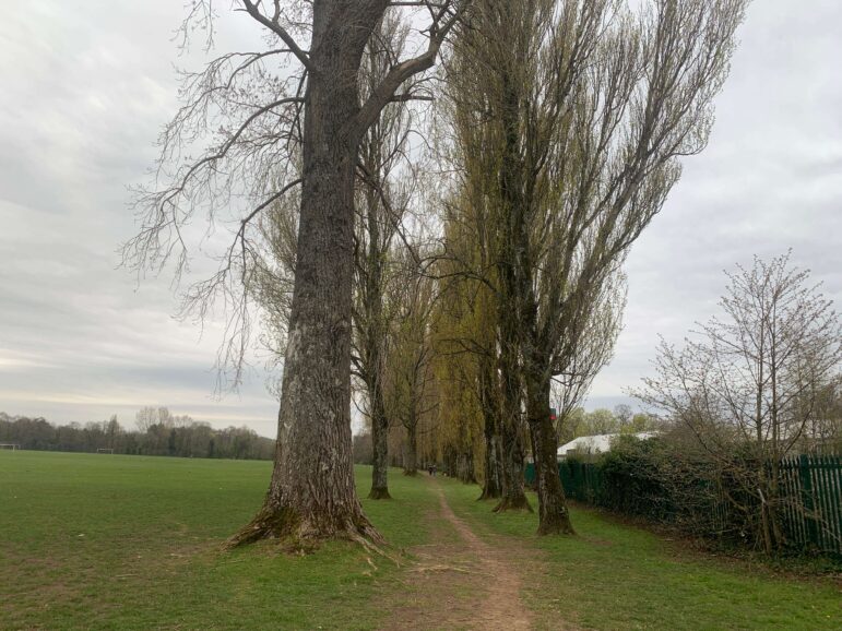 trees by a railway line