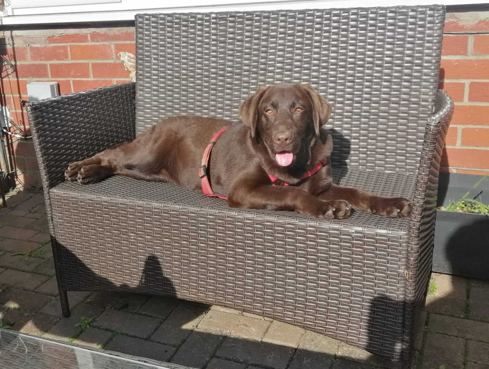 a chocolate Labrador