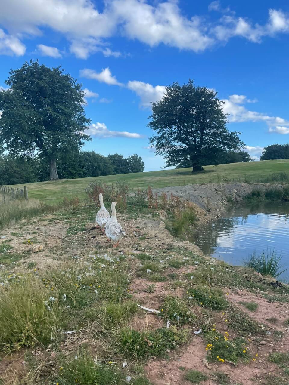 two geese by a pond