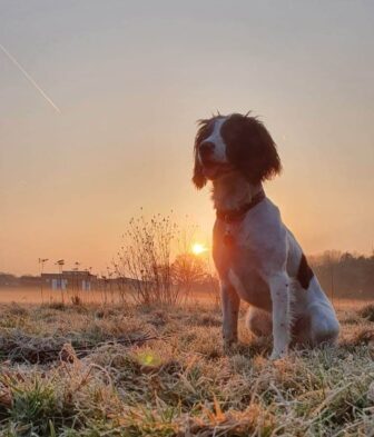 a springer spaniel