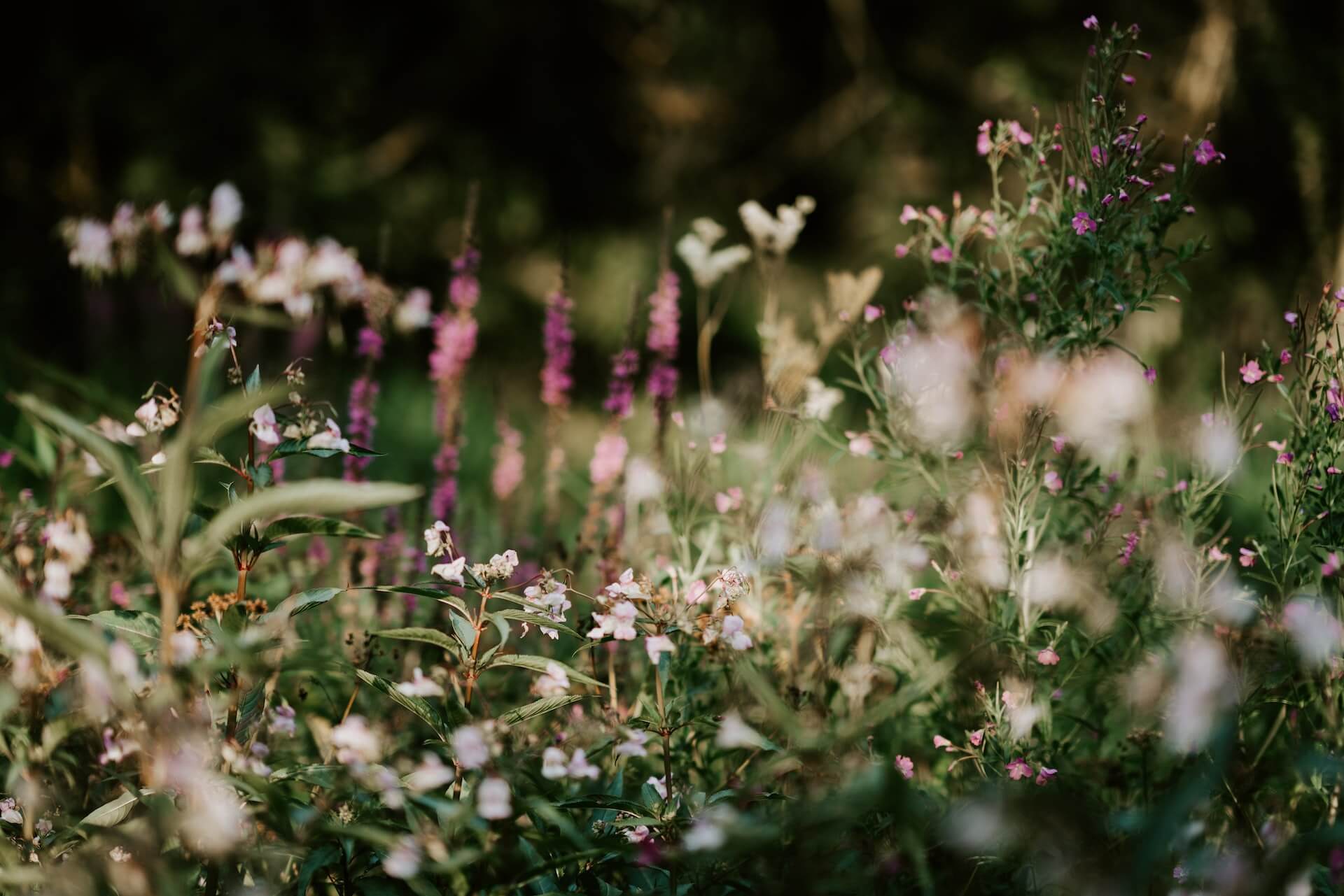flowers in a field