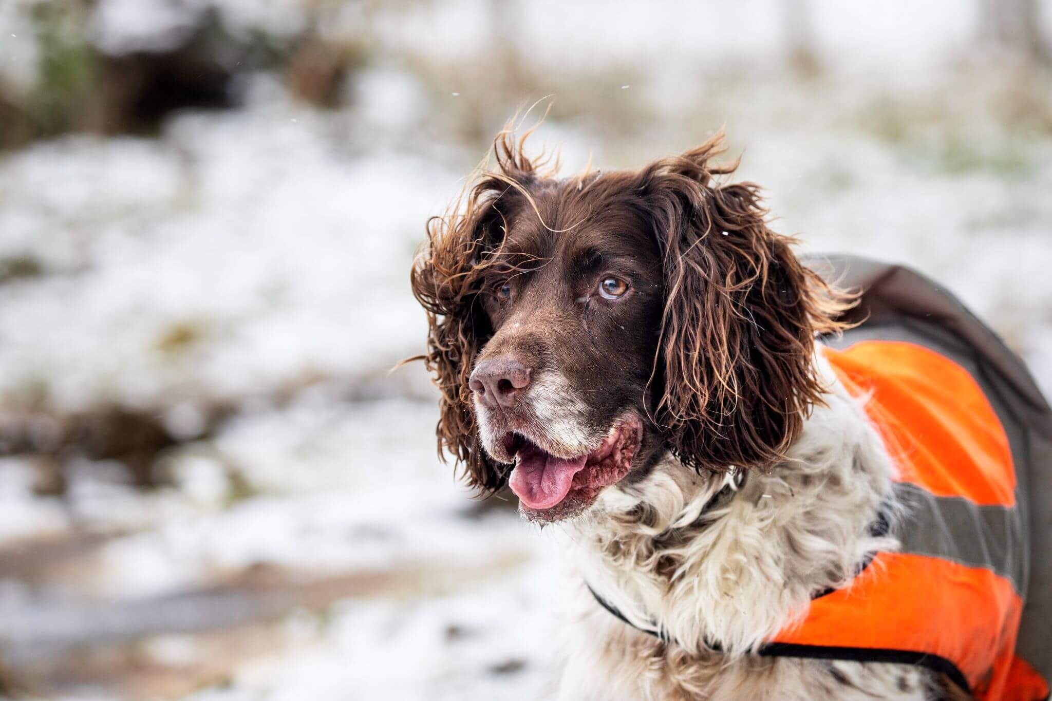 a dog walking in snow