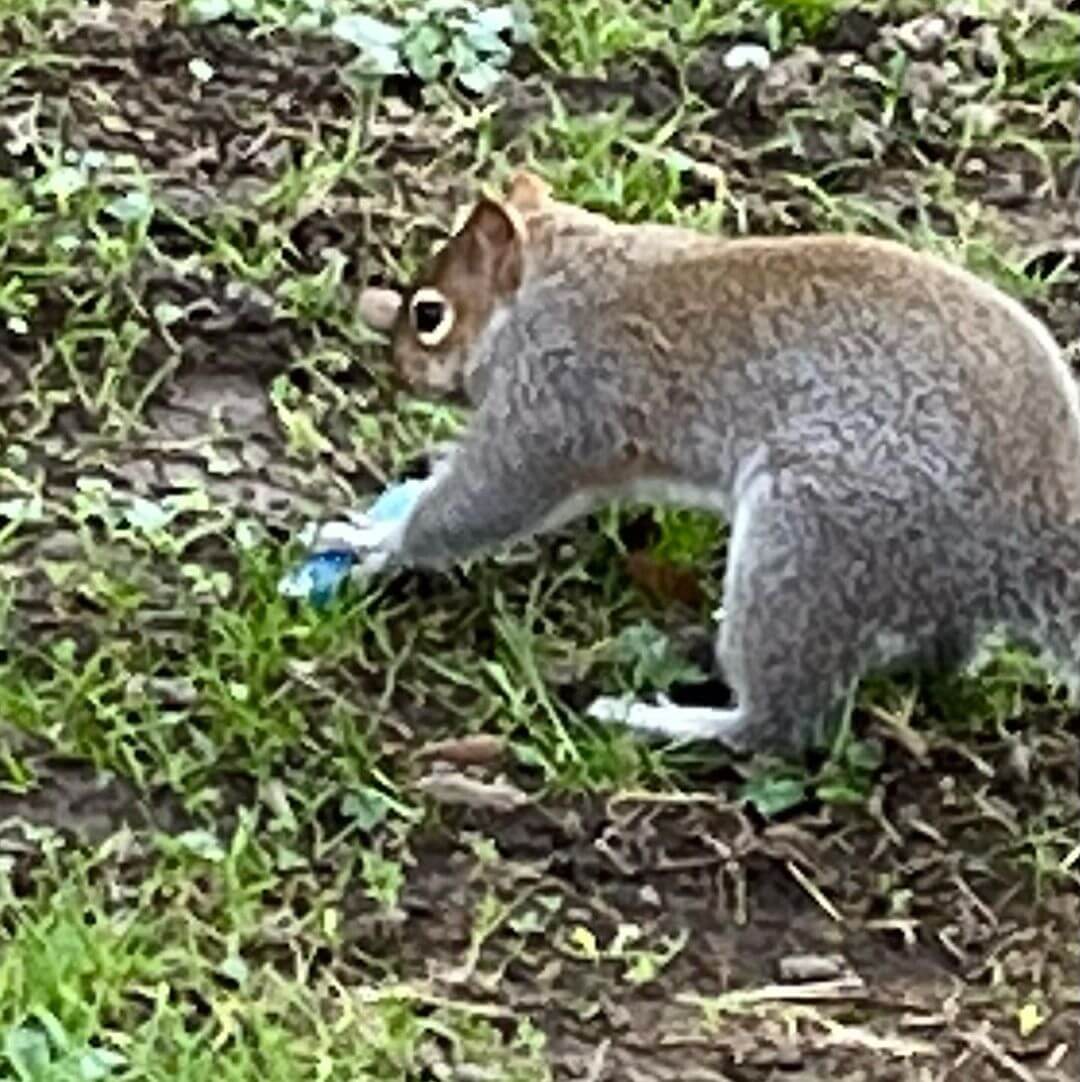 a squirrel burying a vape