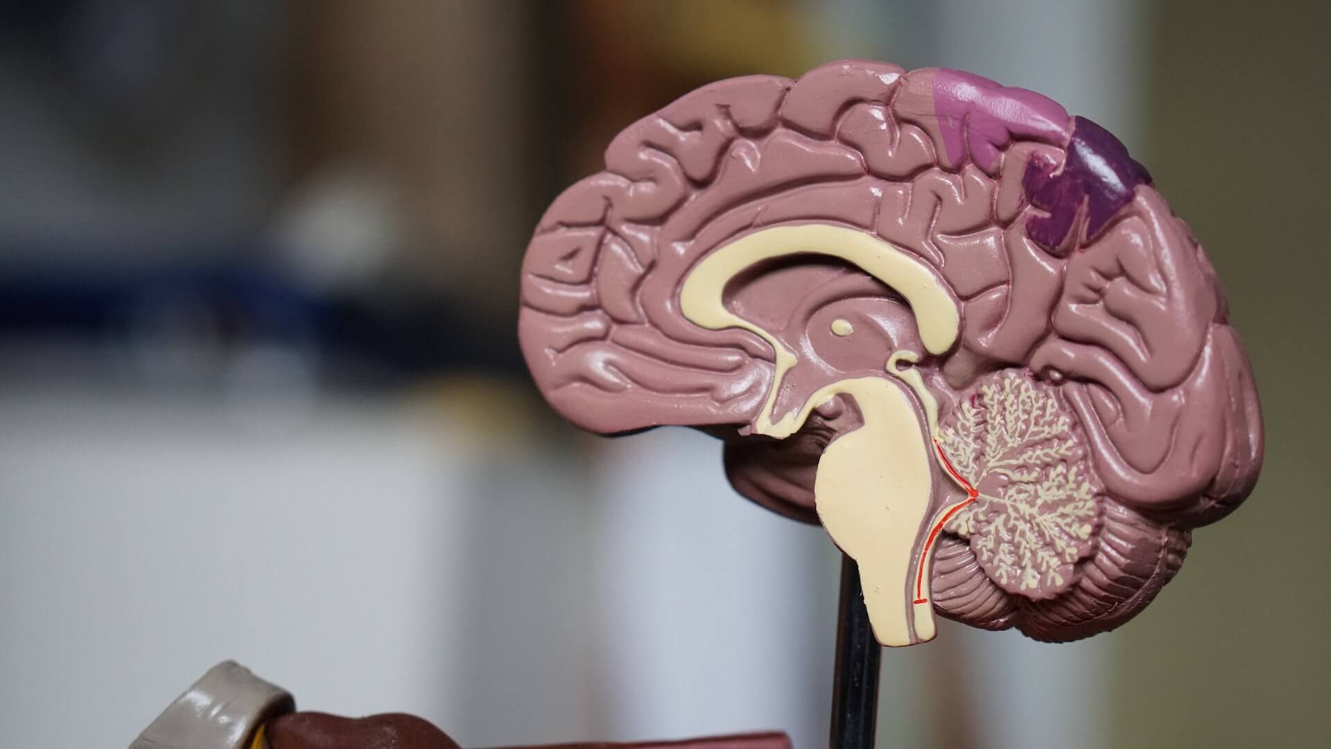 a plastic model of a brain