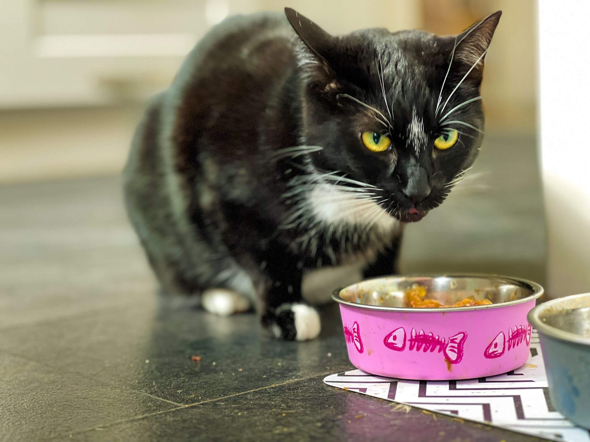 a black cat eats food