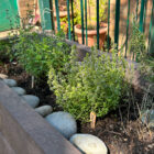 a planter of shrubs