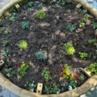 a flower bed from above