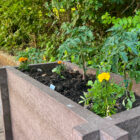 a flower bed